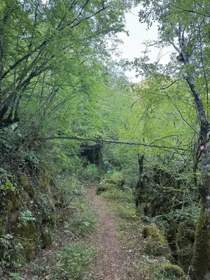 a dirt trail in a forest with trees at ORAHOVSTICA TRAIL - Glamping in Dupilo