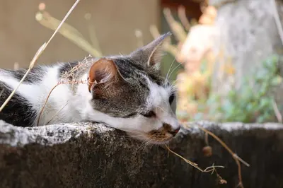 a cat laying on top of a fence at Kotor Lovers in Kotor