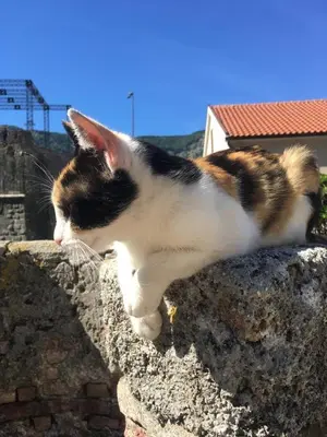 a cat laying on top of a stone wall at Wonder home in Sutomore