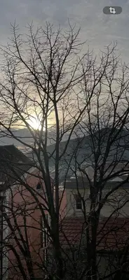a tree with the sun in the sky behind it at Revea in Budva