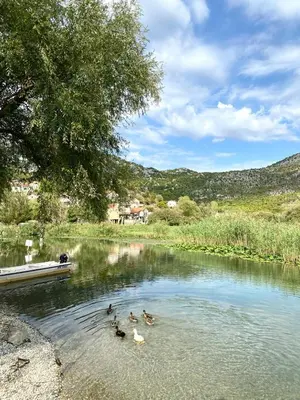 a group of ducks swimming in a river at Stone house Kana-Skadar Lake in Dodoši