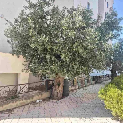 a tree on a brick road next to a building at Apartment Suka in Ulcinj