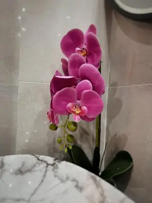 a bunch of purple flowers in a vase at Apartman Bulevar in Ulcinj
