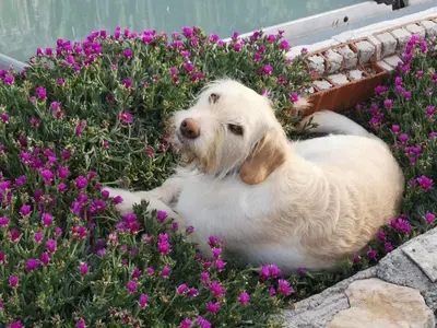 a white dog laying in some purple flowers at villa lavander hill in Budva