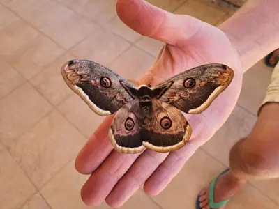a person holding a butterfly in their hand at villa lavander hill in Budva