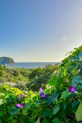 a view of the ocean from a bush with purple flowers at Pataki Guesthouse in Petrovac na Moru