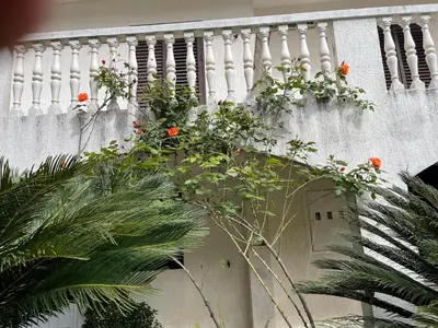 a white fence with flowers on top of a door at House Irena in Budva