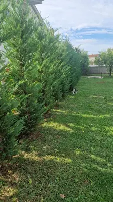 a row of christmas trees in a field at LuxEcoCottage in Podgorica