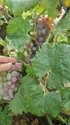 a bunch of grapes on a plant with a hand at LuxEcoCottage in Podgorica