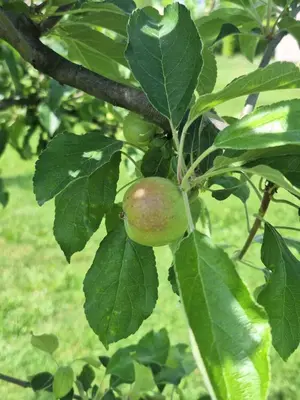 a green apple hanging from a tree branch at Seosko domaćinstvo Čarobna ravnica in Podgorica