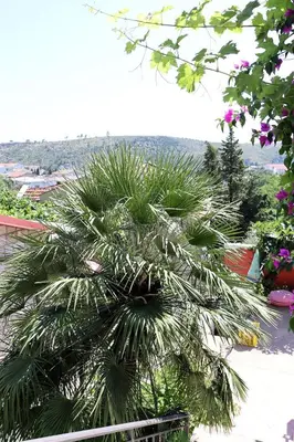a palm tree sitting on top of a building at Teona-Apartments in Sutomore