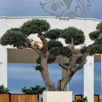 a cat sitting in the top of a tree at Apartmani Vila Marija in Budva