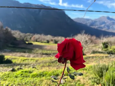 a red rose in a field with mountains in the background at Guest House Fenix
