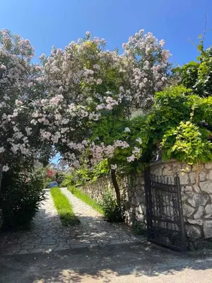 a tree with pink flowers on a stone wall at Beach House Noki 1 in Ulcinj