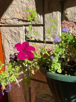 a pot of flowers sitting next to a wall at Lupo in Budva