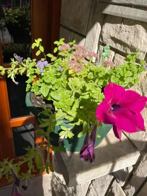 a pot of flowers sitting on a bench at Lupo in Budva