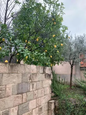 an orange tree with oranges on a brick wall at Villa Andrea Lower Level in Kavač