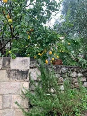 an orange tree with fruits on a stone wall at Villa Andrea Lower Level in Kavač