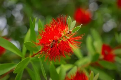 a red flower with a bee on it at Green Garden Villa in Becici
