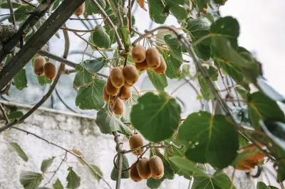 a bunch of nuts hanging from a tree at Green Garden Villa in Becici