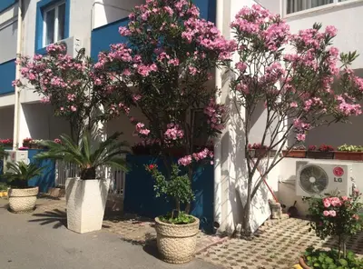 a group of trees with pink flowers in front of a building at Apartments Aleksić, Bečići in Becici