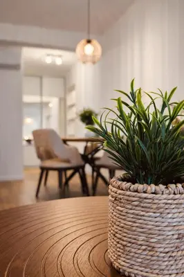a potted plant sitting on top of a table at Olive apartments in Petrovac na Moru