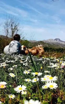 a man and a dog sitting on a field of flowers at Kapa's House in Cetinje