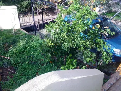 an orange tree in a planter next to a pool at Holiday Home Mikki in Dobra Voda