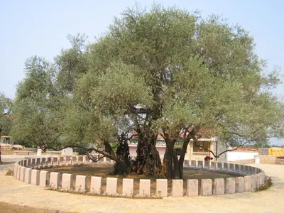 a large olive tree in a fountain in a park at Apartments Old Olive in Bar