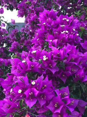 a bunch of purple flowers on a bush at Vila Laguna in Sutomore