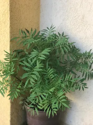 a green plant in a pot next to a wall at Vila Laguna in Sutomore