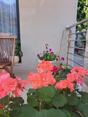 a bunch of flowers on a porch with a bench at Apartment Benvenuti in Kotor