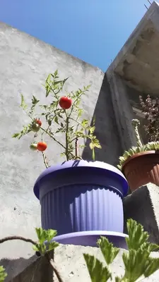 a plant in a blue and white pot at Apartment Mira in Sutomore