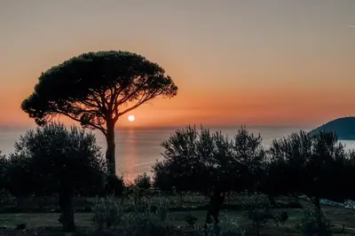 a tree in front of the ocean at sunset at Talići Hill - Rustic Villas in Sutomore
