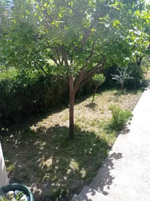 a small tree in the grass next to a sidewalk at Apartment Ivan in Kotor