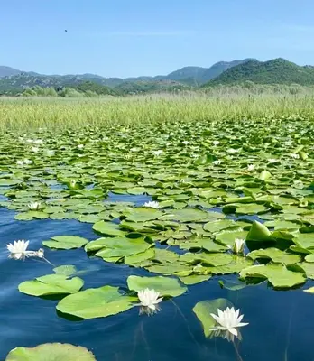 a field of water lilies with mountains in the background at Apartman Jovicevic Pavle in Rijeka Crnojevića
