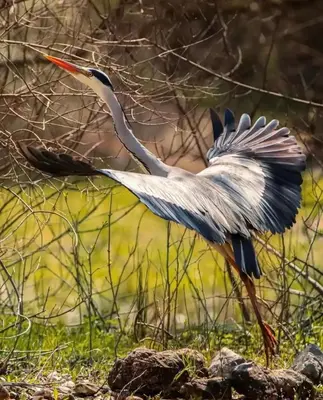 a bird standing in the grass with its wings out at Apartman Jovicevic Pavle in Rijeka Crnojevića