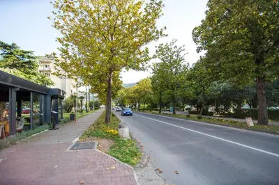 a street with a tree on the side of the road at Apartman Kotor in Kotor