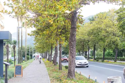 a sidewalk with trees on the side of a road at Apartman Kotor in Kotor