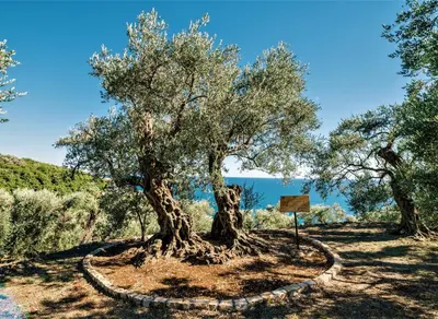a tree in the middle of a dirt road at Holiday Park Olive Tree in Ulcinj