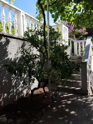 a small tree in front of a building with stairs at Sobe i apartmani Marović in Petrovac na Moru