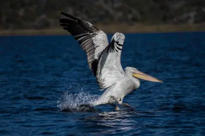 a bird with its wings out in the water at Apartments Olga in Virpazar