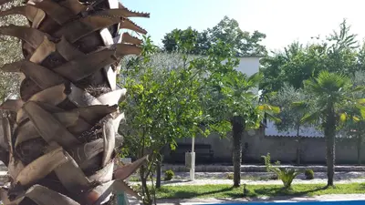 a close up of a palm tree in a yard at Kazablanka Rooms Aerodrom in Podgorica