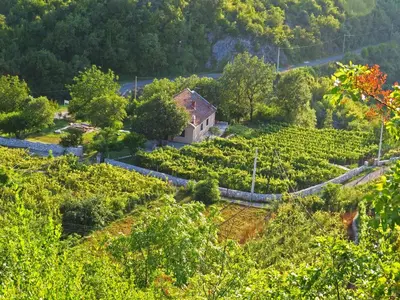 a farm in the middle of a field of vines at Estate & Winery San Duyevo in Rijeka Crnojevića