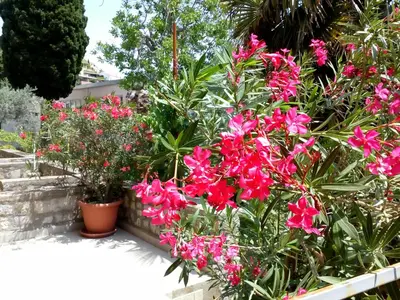 a bunch of pink flowers in a garden at Villa Marija Ulcinj in Ulcinj