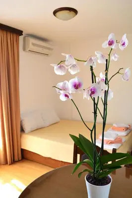 a flower in a vase on a table in a room at Apartment Matea in Petrovac na Moru