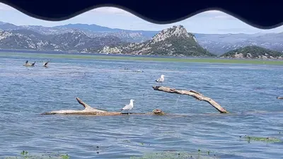 three birds sitting on a tree branch in the water at Yokana Villa & Pool in Virpazar