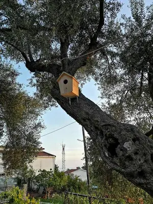 a bird house sitting on a tree branch at Apartman Nikocevic in Dobra Voda
