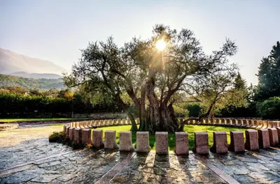 a tree sitting in the middle of a park at Room 4 U in Bar