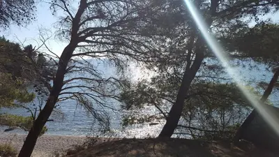 a view of a beach with trees and the water at Room 4 U in Bar